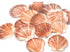 buy orange and pink scallop seashells